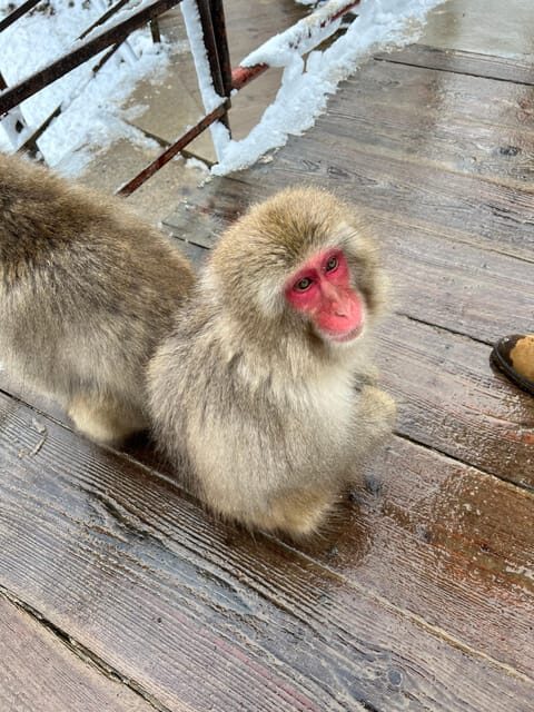 From Tokyo: Nagano Snow Monkey Park Zenkoji Temple Day Trip - Key Points
