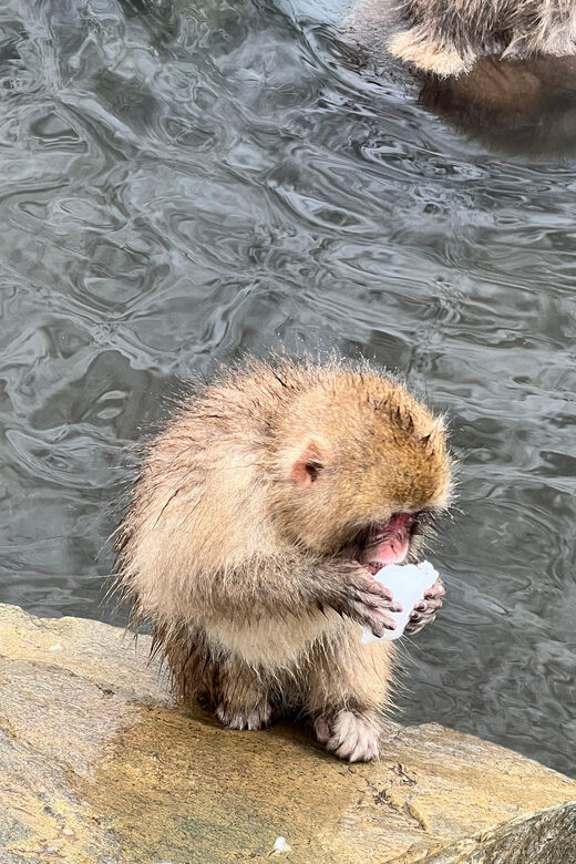 From Tokyo: Nagano Snow Monkey Park Zenkoji Temple Day Trip - A Deep Dive into the Nagano Day Trip Experience