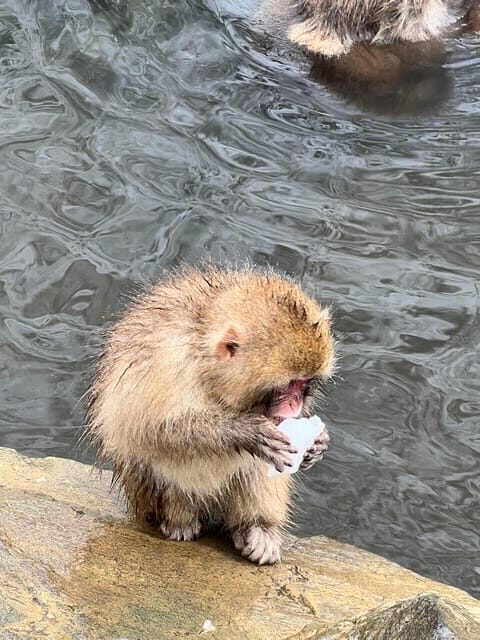 From Tokyo: Nagano Snow Monkey Park Zenkoji Temple Day Trip - FAQs