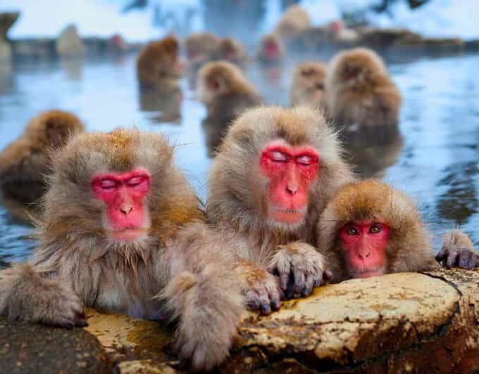 From Tokyo or Nagano: Private Snow Monkey Park Full day trip - Key Points