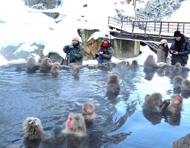 From Tokyo or Nagano: Private Snow Monkey Park Full day trip - FAQ