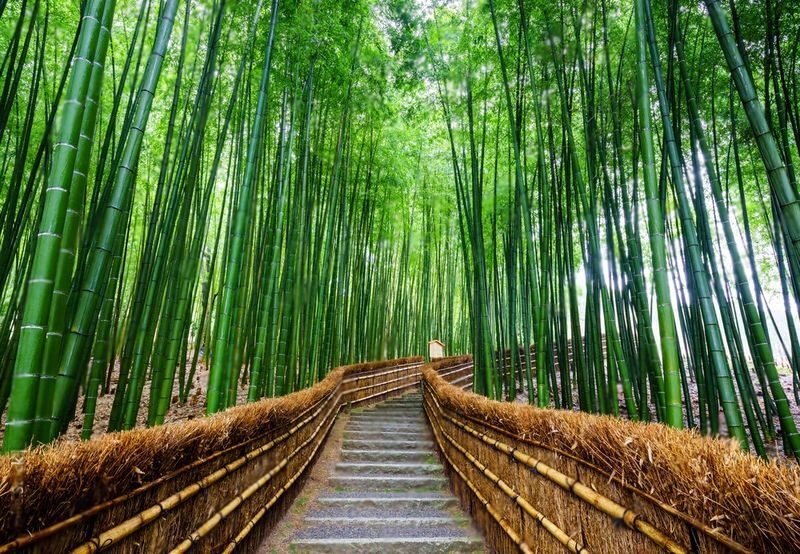 From Tokyo/Osaka/Kyoto Car Rental with Driver For 10 Hours - Should you book it?