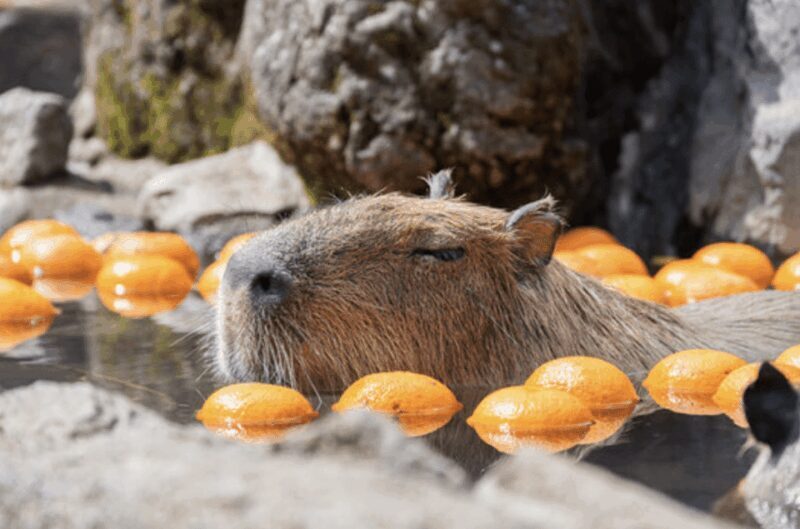 From Tokyo: Private Day Trip to Izu & Shimoda, Shizuoka - Who Should Consider This Tour?