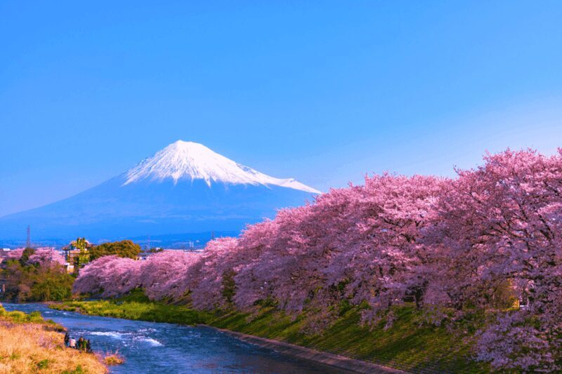 From Tokyo: Private Day Trip to Mount Fuji & Fuji Five lakes - Who Will Love This Tour?