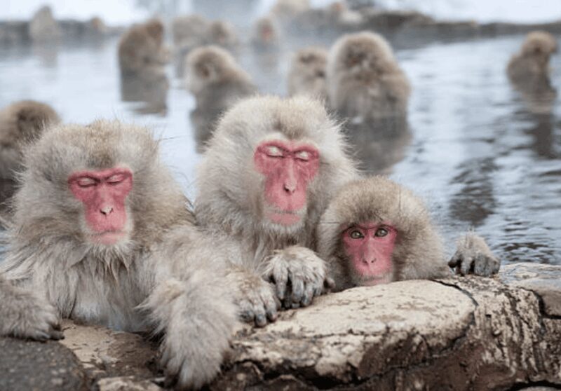 From Tokyo: Private Day Trip to Snow Monkey & Zenkoji - Key Points