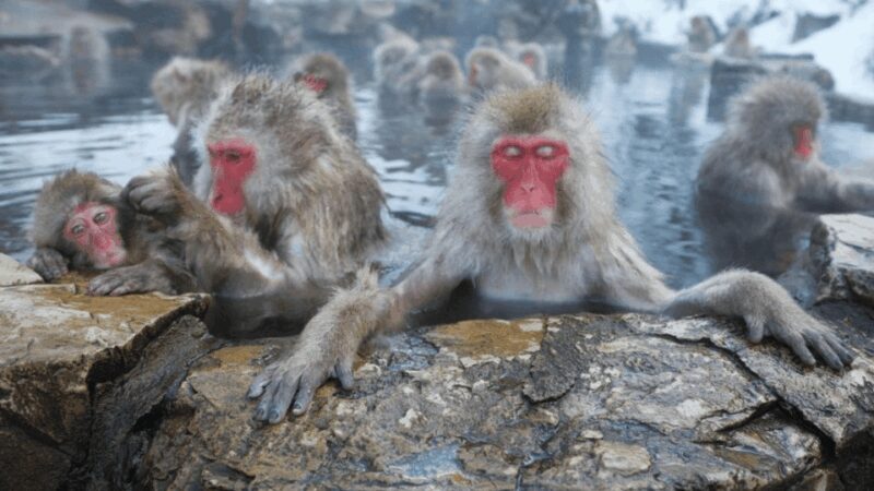 From Tokyo: Private Tour Snow Monkey Park & Zenko-ji Temple - An In-Depth Look at the Tour Experience