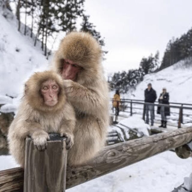 From Tokyo: Private Tour Snow Monkey Park & Zenko-ji Temple - FAQ