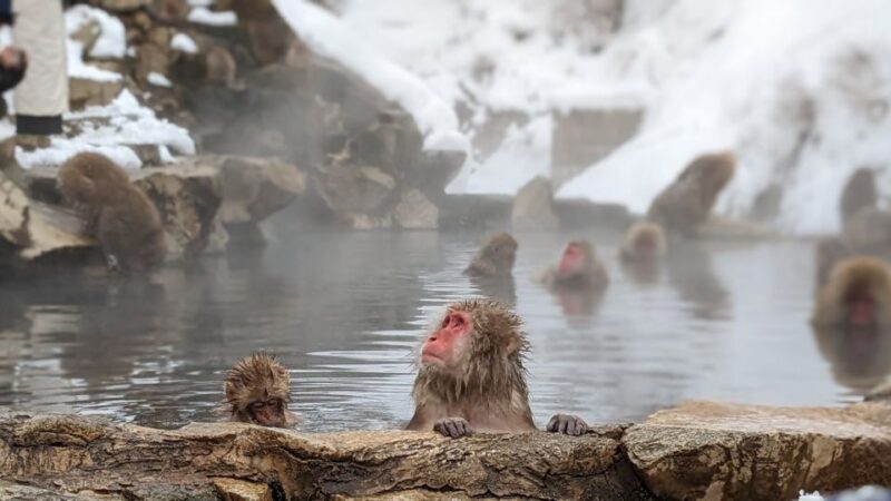 From Tokyo: Snow Monkey 1 Day Tour with Beef Sukiyaki Lunch - A Practical Look at the Tokyo to Snow Monkey Day Tour