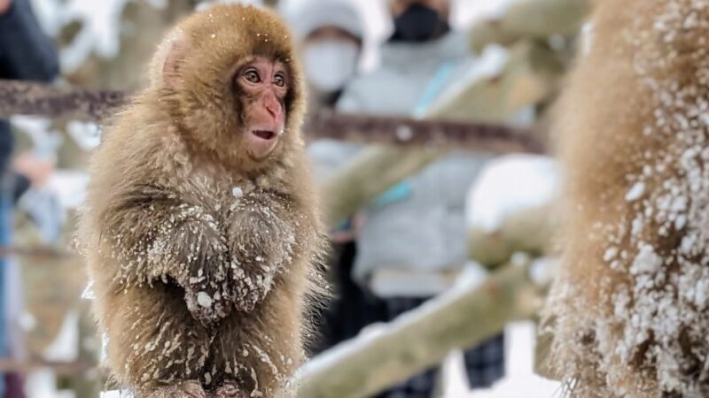 From Tokyo: Snow Monkey 1 Day Tour with Beef Sukiyaki Lunch - Authentic Experiences and Practicalities