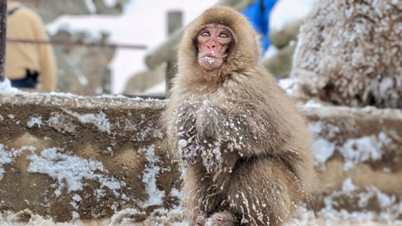 From Tokyo: Snow Monkey 1 Day Tour with Beef Sukiyaki Lunch - Who Will Love This Tour?