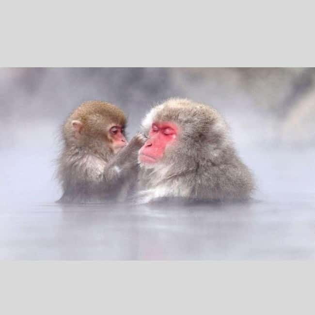 From Tokyo: Snow Monkey Park and Miso Production Day Tour - Key Points