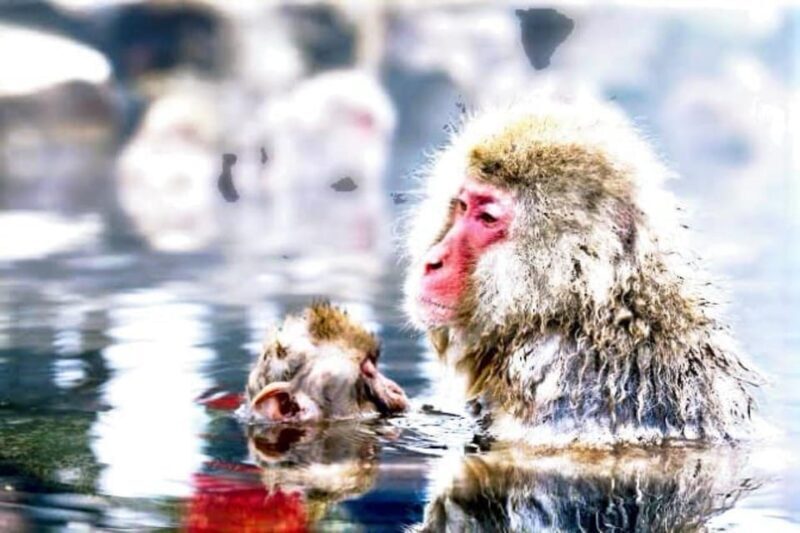 From Tokyo: Snow Monkey & Zenkoji Temple Private Tour - The Experience in Detail