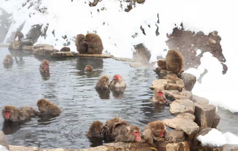From Tokyo: Snow Monkeys and Zenkoji Temple Day Trip - The Experience in Detail