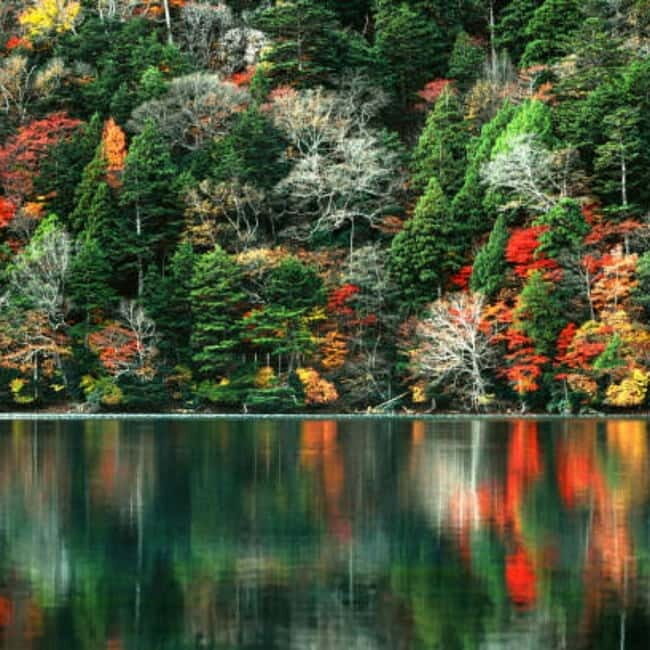 From Tokyo To Nikko Private Day Tour With English Guide - Authentic Experiences and Positive Feedback