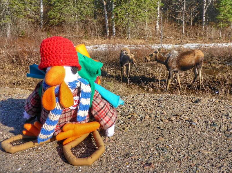 From Toronto: Algonquin Park Canoeing & Hiking Adventure - Key Points