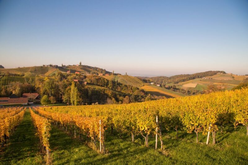 From Tours: Loire Valley Wineries Day Trip with Tastings - In-Depth Review of the Loire Valley Wineries Day Trip