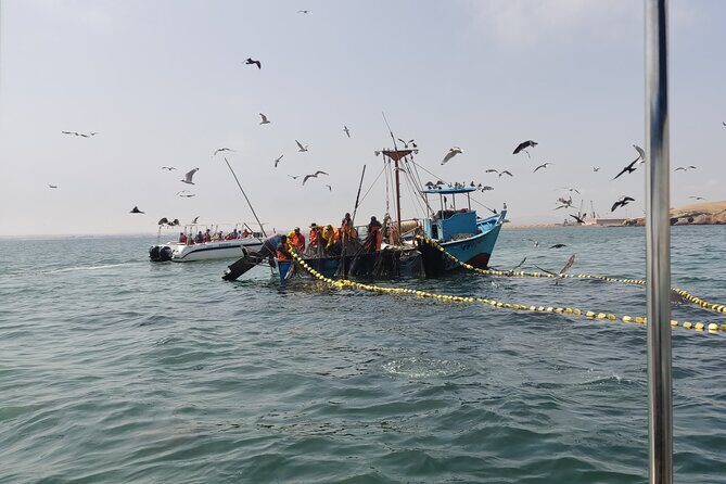 From TPP Pisco: Islands Tours & Paracas Reserve all Inclusive - The Sum Up