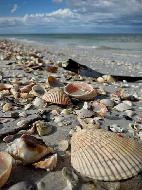 From Treasure Island: Dolphin Watching and Shelling Cruise - An In-Depth Look at the Experience