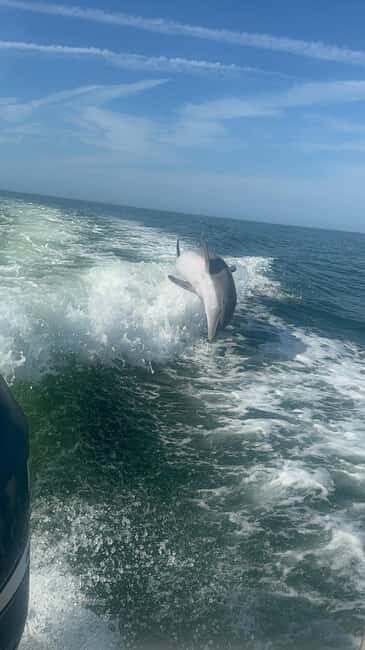 From Treasure Island: Dolphin Watching and Shelling Cruise - Why This Tour Stands Out