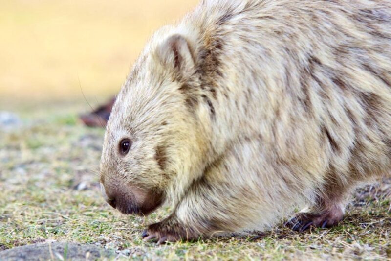 From Triabunna: Maria Island Cruise & Guided Walk with Lunch - The Sum Up