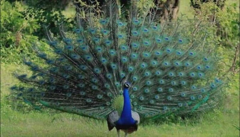 From Trincomalee : Minneriya / Kaudulla Elephant Safari - Key Points