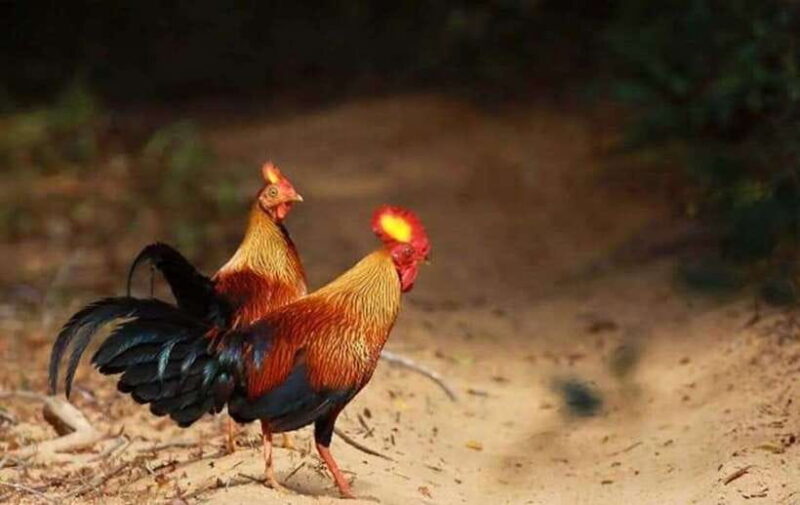 From Trincomalee : Minneriya / Kaudulla Elephant Safari - The Sum Up