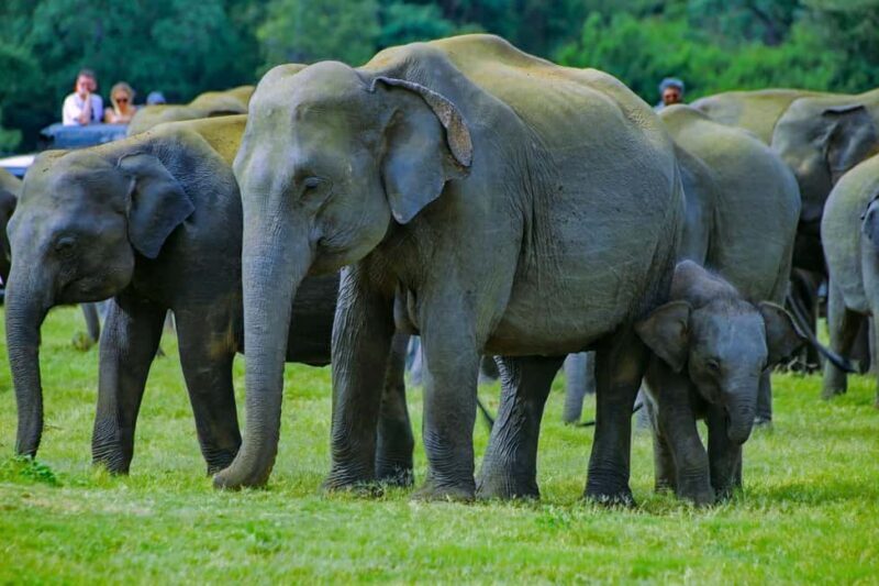 From Trincomalee: Minneriya National Park 4X4 Jeep Safari - Key Points