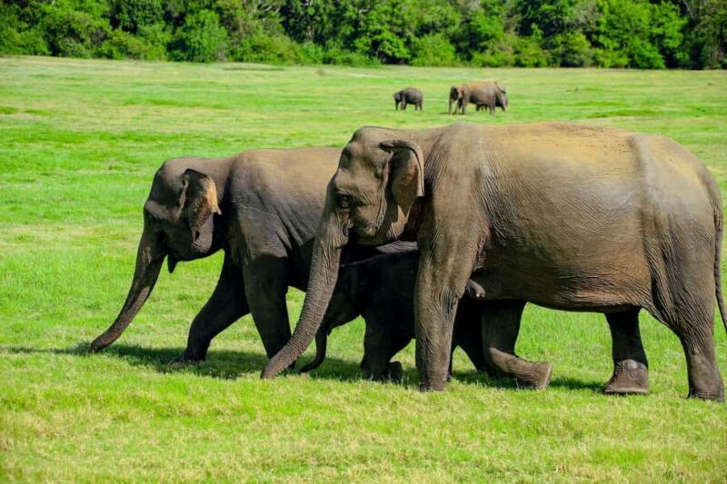 From Trincomalee: Minneriya National Park 4X4 Jeep Safari - Who Will Enjoy This Safari?