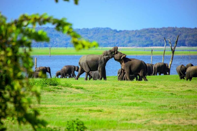 From Trincomalee: Minneriya National Park 4X4 Jeep Safari - Summing It Up: Who Should Book This Tour?