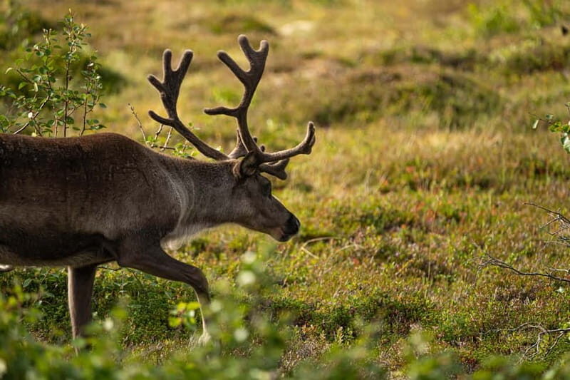 From Tromsø: Arctic Roadtrip: fjords tour with scenic picnic - FAQ