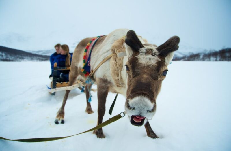 From Tromsø: Daytime Reindeer Sledding at Camp Tamok - From Tromsø: Daytime Reindeer Sledding at Camp Tamok
