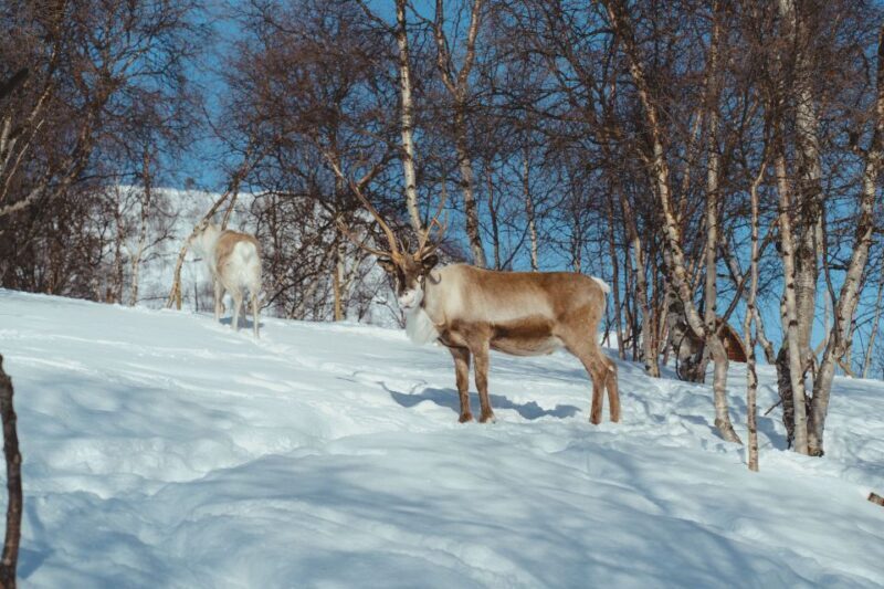 From Tromsø: Daytime Reindeer Sledding at Camp Tamok - Who Would Love This Tour?