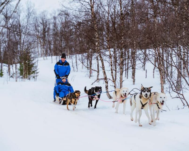 From Tromsø: Dog Sledding Experience with Transfer - From Tromsø: Dog Sledding Experience with Transfer — A Complete Guide