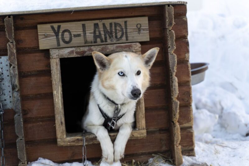From Tromsø: Fun and Easy Dog Sledding Adventure - From Tromsø: Fun and Easy Dog Sledding Adventure