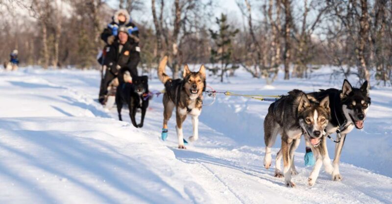 From Tromsø: Fun and Easy Dog Sledding Adventure - Key Points