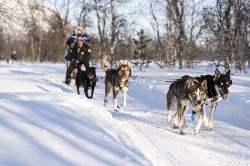 From Tromsø: Fun and Easy Dog Sledding Adventure - Why This Tour Offers Great Value