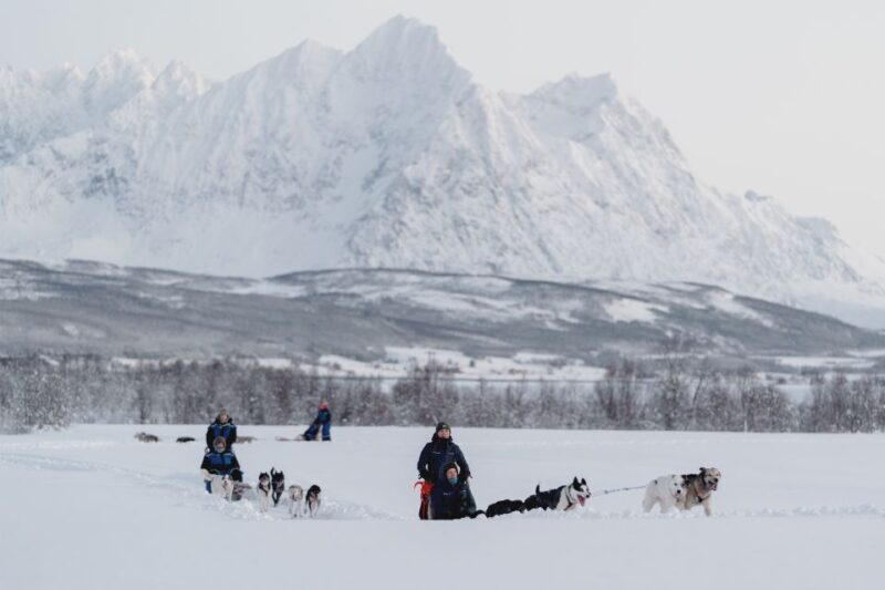 From Tromsø: Fun and Easy Dog Sledding Adventure - Detailed Itinerary Breakdown