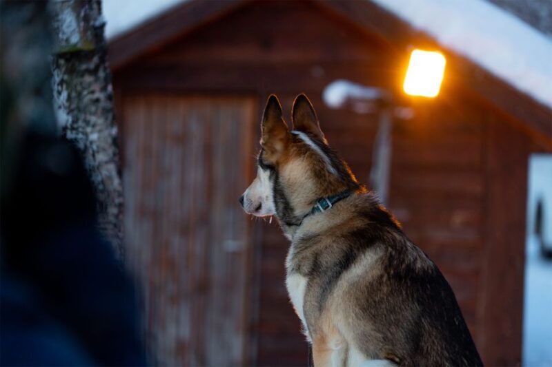 From Tromsø: Fun and Easy Dog Sledding Adventure - Practical Tips for Travelers
