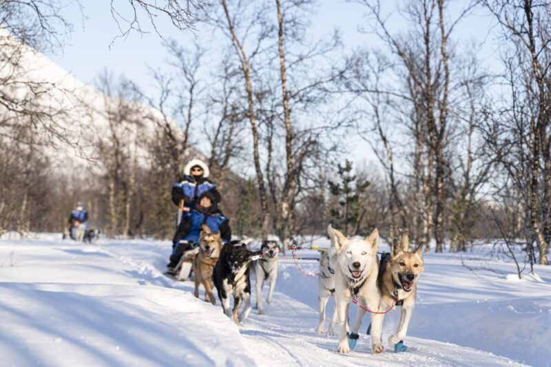 From Tromsø: Fun and Easy Dog Sledding Adventure - The Sum Up
