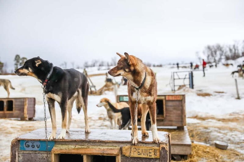 From Tromsø: Guided Husky Snowshoe Hike and Husky Camp Visit - Key Points