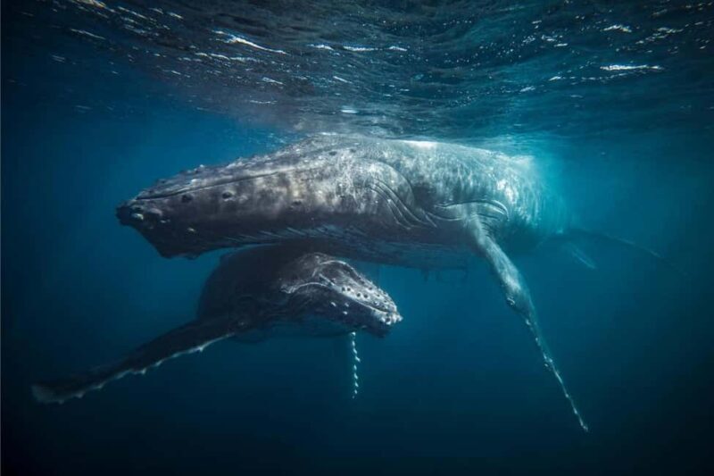 From Tromsø: Skjervoy Whale Watching RIB Boat Tour - From Tromsø: Skjervoy Whale Watching RIB Boat Tour — A Deep Dive