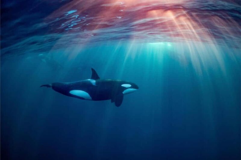 From Tromsø: Skjervoy Whale Watching RIB Boat Tour - Key Points