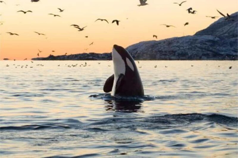 From Tromsø: Skjervoy Whale Watching RIB Boat Tour - The Sum Up: Is It For You?