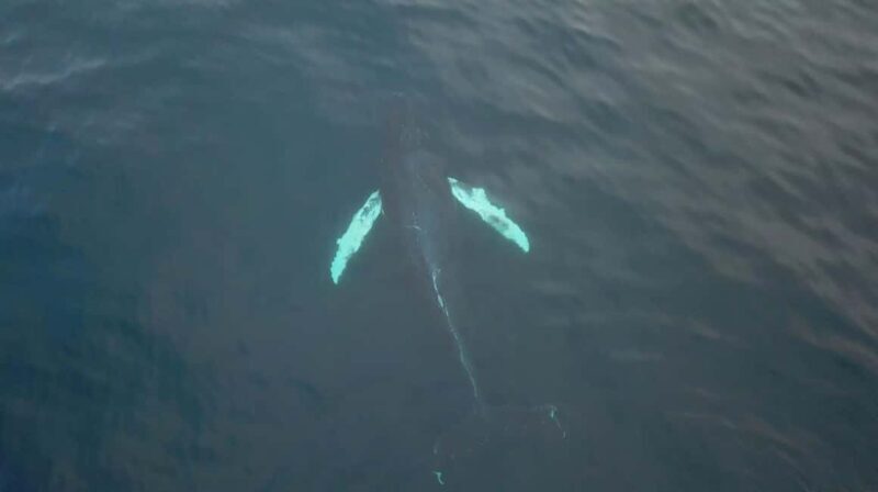 From Tromsø: Whale & Orca Safari with Lunch Included - Key Points