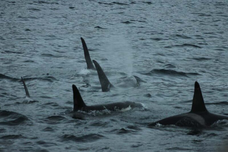 From Tromsø: Whale & Orca Safari with Lunch Included - Exploring the Tromsø Whale & Orca Safari