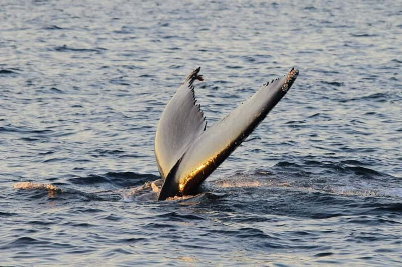 From Tromsø: Whale & Orca Safari with Lunch Included - FAQ