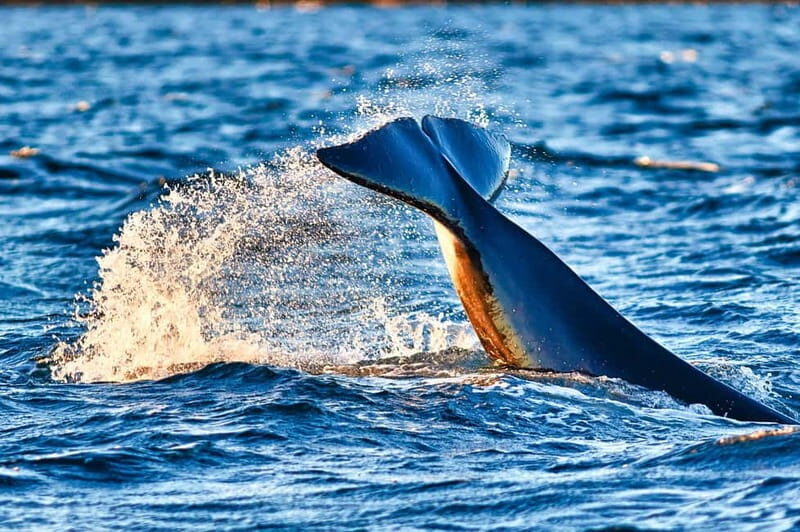From Tromso: Whale Watching in Magic Skjervoy - The Itinerary: A Deep Dive into the Day