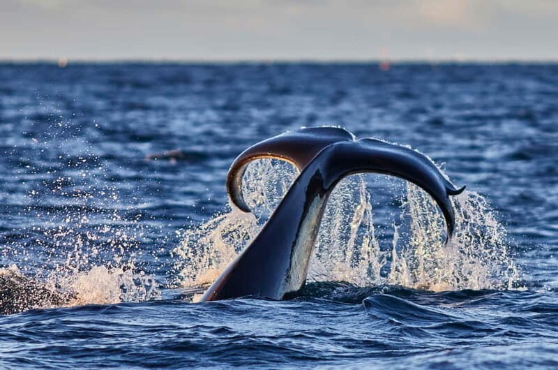 From Tromso: Whale Watching in Magic Skjervoy - Considerations and Tips