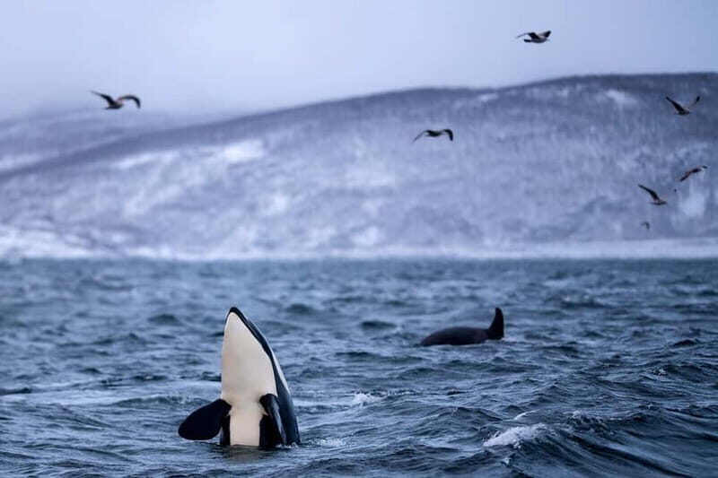 From Tromso: Whale Watching in Magic Skjervoy - The Value for Money