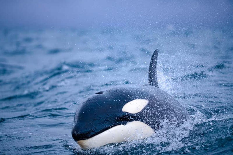 From Tromso: Whale Watching in Magic Skjervoy - Final thoughts